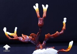 Day-to-day Reishi growing diary 68909a49af29f