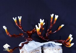 Day-to-day Reishi growing diary 68909a4a5ed3e