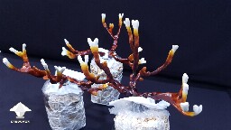 Day-to-day Reishi growing diary 68909a4df0158