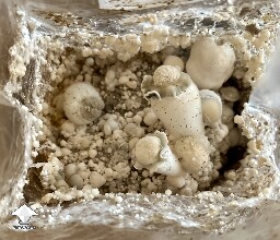 I bought a ‘mystery’ grow kit… 689140b5a3b80