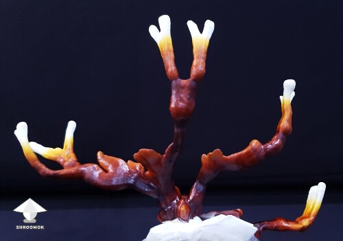 Day-to-day Reishi growing diary 68909a49af29f