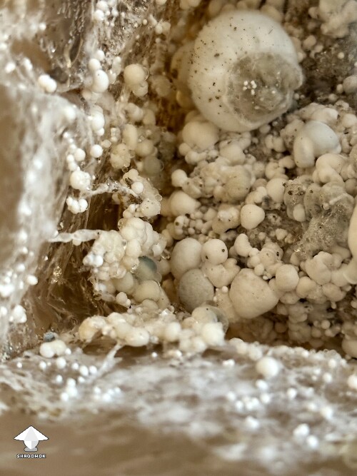 I bought a ‘mystery’ grow kit… 689140b7c3c45