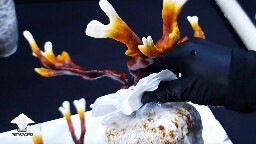 Day-to-day Reishi growing diary 68945d2502ca7