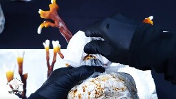 Day-to-day Reishi growing diary 68945d2654819