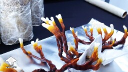 Day-to-day Reishi growing diary 68945d283d3e8