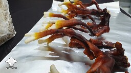 Day-to-day Reishi growing diary 68945d292d9ad