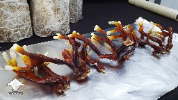 Day-to-day Reishi growing diary 68945d2a1a997