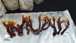 Day-to-day Reishi growing diary 68945d2b68371