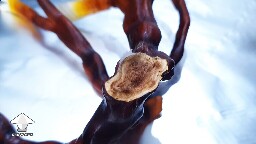 Day-to-day Reishi growing diary 68945d2c8eb3f