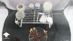 Day 90. Reishi fruit for Cloning