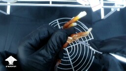 Day 90. Cloning Reishi mushroom