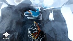 Day 90. Reishi Cloning on Agar