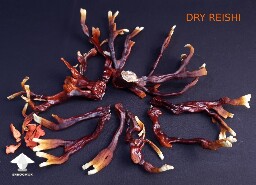 Day-to-day Reishi growing diary 689603cd617b6
