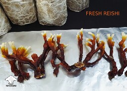 Day-to-day Reishi growing diary 689603ce951f4