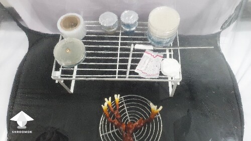 Day-to-day Reishi growing diary 6895f9631337e