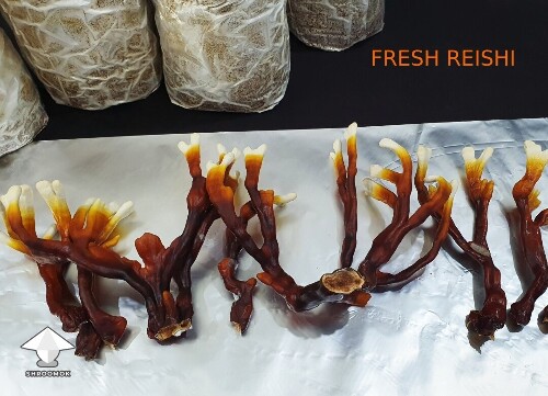 Day-to-day Reishi growing diary 689603ce951f4