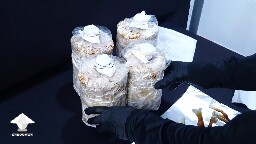 Day 90. Reishi bags ready for Cold Storage