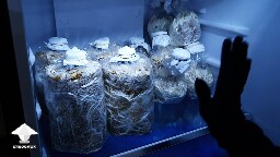 Day 90. Reishi bags moved to refrigerator for Cold Storage