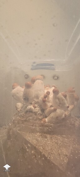 HillBilly - When do i harvest? - 1