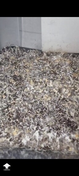 Yellowing. Contam or not?