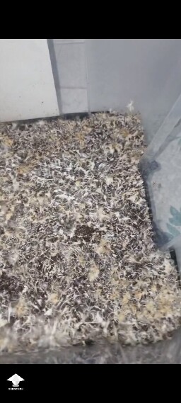 Yellowing. Contam? What can I do?