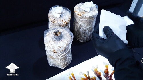 Day-to-day Reishi growing diary 689ad81d58eff