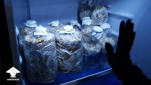 Day-to-day Reishi growing diary 689ad820235c6