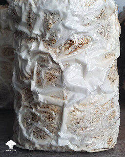 Day 120-122. Reishi mycelium recovery after cold storage in fridge
