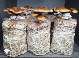 Day 130. Reishi Fruiting after Cold Shock - flush 2