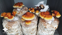 Day 130. Reishi growing - flush 2