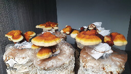 Day 130. Reishi Fruiting after Cold Storage - flush 2