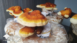 Day 130. Reishi fruiting - flush 2