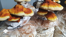 Day 130. Second flush of Reishi fruiting