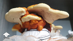 Day 130. Reishi polypores and sporulating