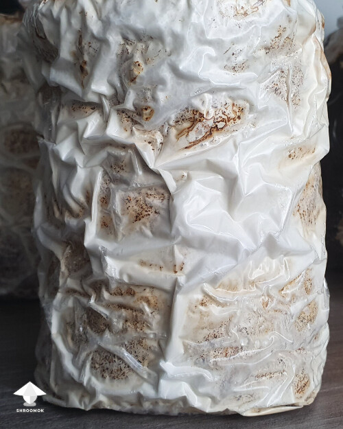 Day-to-day Reishi growing diary 68a46d334c75d