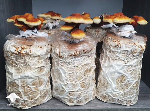 Day-to-day Reishi growing diary 68a47d5c7d5d2