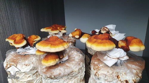 Day-to-day Reishi growing diary 68a47d5fd651a
