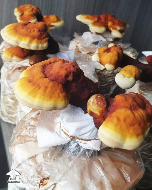 Day-to-day Reishi growing diary 68a47d634e7ea