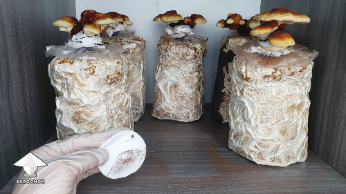 Day-to-day Reishi growing diary 68a48e7ccfde1