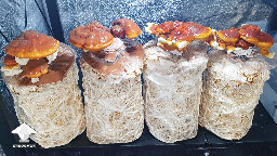 Day 135. Flush 2 - Reishi before harvesting