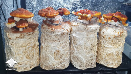 Day 135. Reishi in grow tent - flush 2