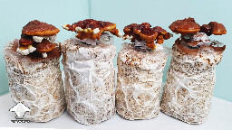 Day 135. Reishi 2nd flush