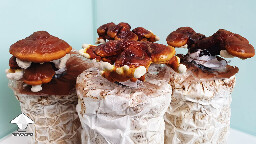 Day 135. Reishi flush 2 for harvesting