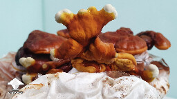 Day 135. Funny Reishi mushroom