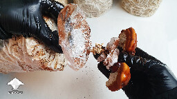 Day 135. Reishi 2nd flush harvesting process