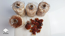 Day 135. Reishi second flush harvest results