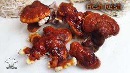 Day 135. Fresh Reishi after harversting - 2nd flush