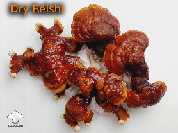 Dry Antler Reishi mushrooms