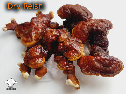 Dry Reishi - flush 2