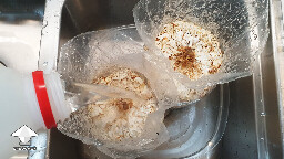 Day 135. Soaking Reishi fruiting bags in water